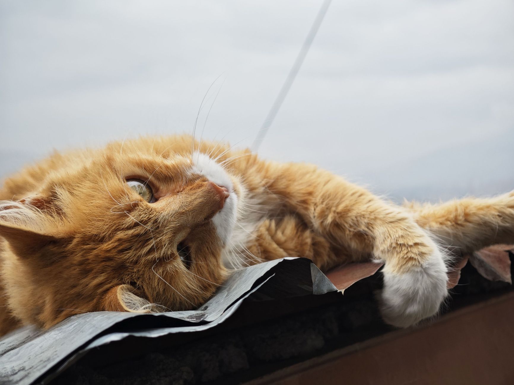 Arthrose bei der Katze: natürlich lindern