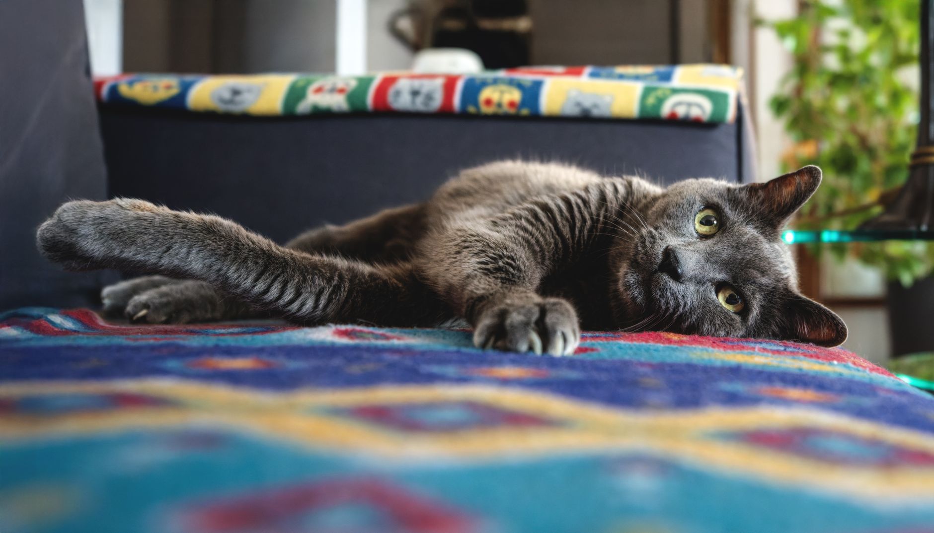Seniorkatze nimmt ab: Ursachen und was zu tun ist