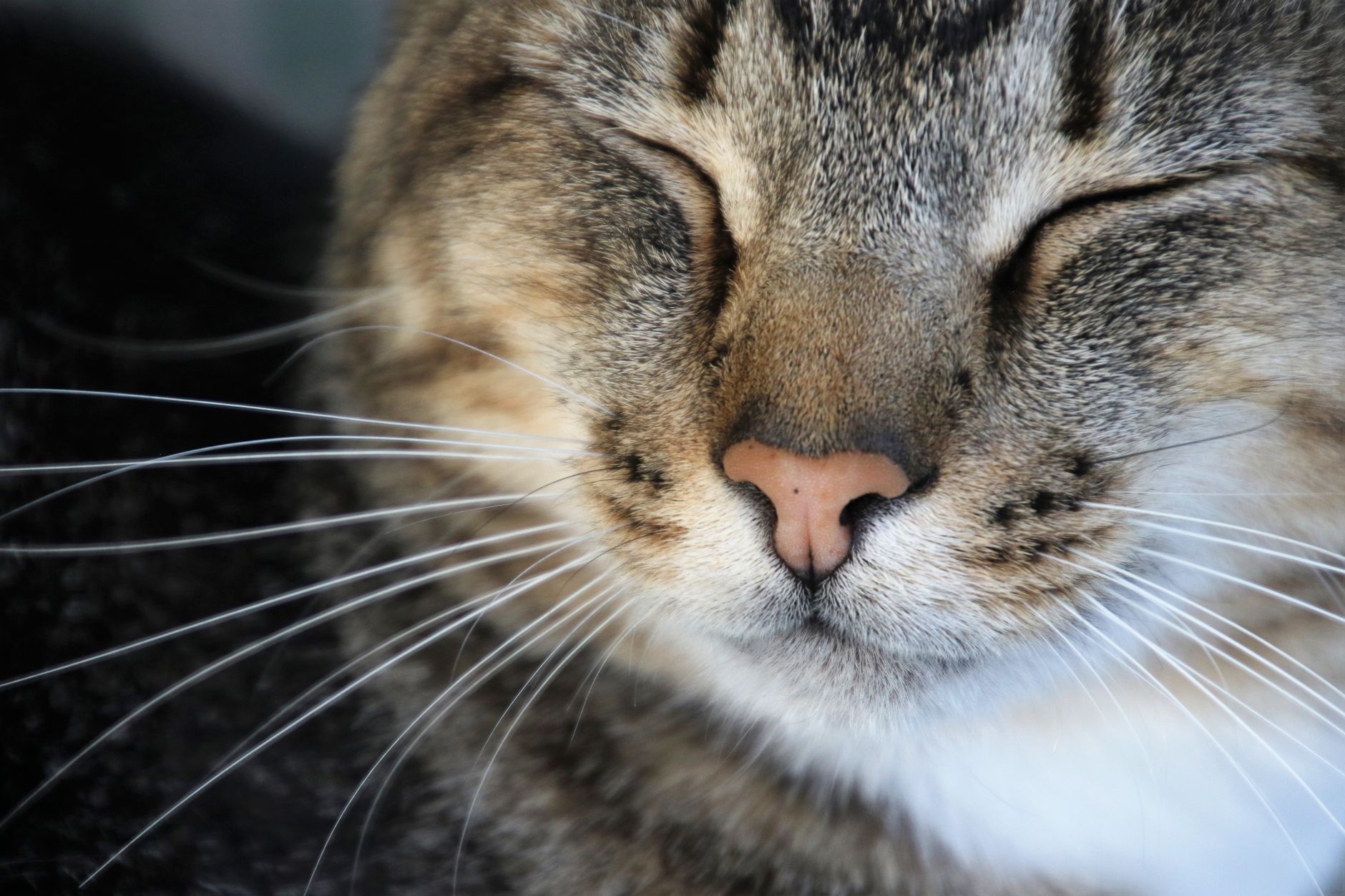 Niereninsuffizienz bei Katzen: natürlich begleiten