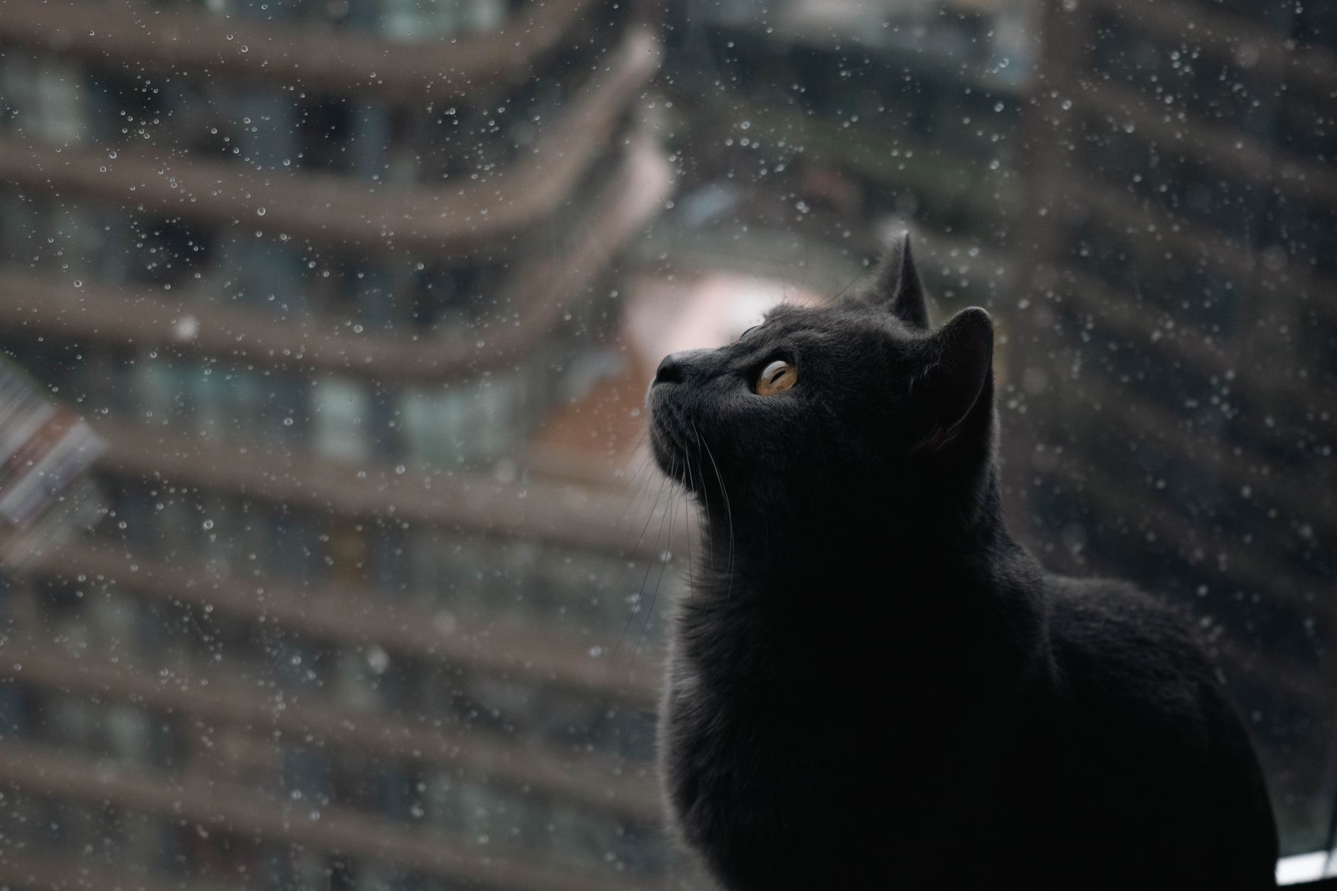 Katze sitzt auf der Fensterbank und schaut nach draußen