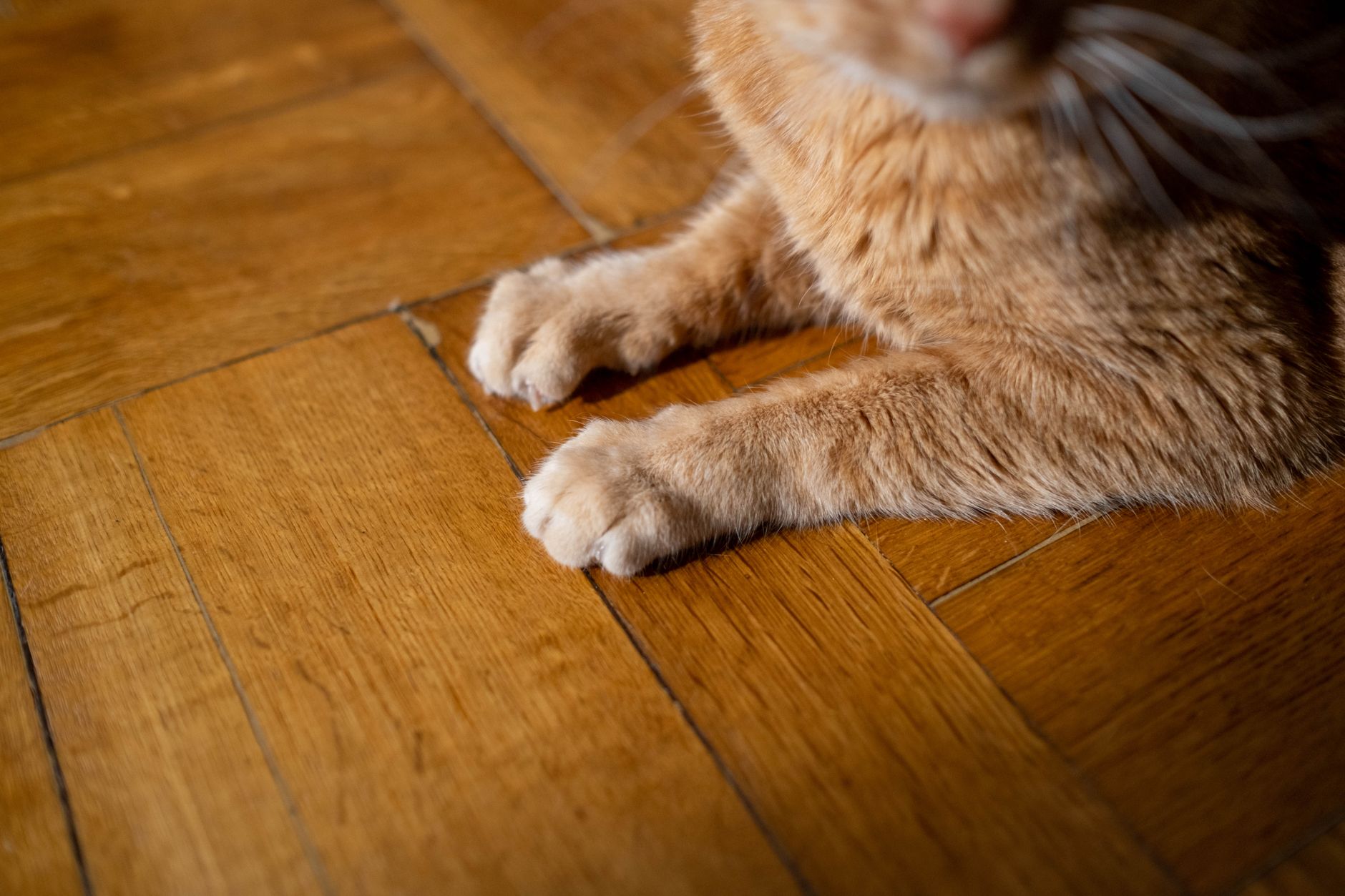 Nahaufnahme einer Katzenpfote mit ausgefahrenen Krallen